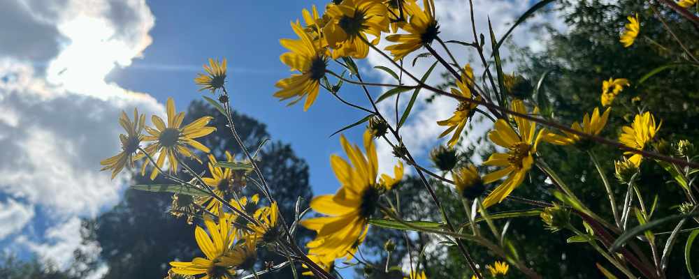 Sun and Flowers